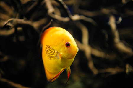 Underwater picture with great variety of fishの写真素材