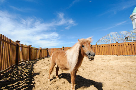horse running on the sandの写真素材