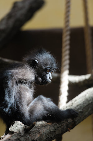 monkey sitting on the benchの写真素材
