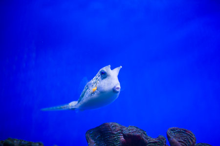Underwater picture with great variety of fishの写真素材