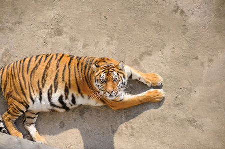tiger on the green grass