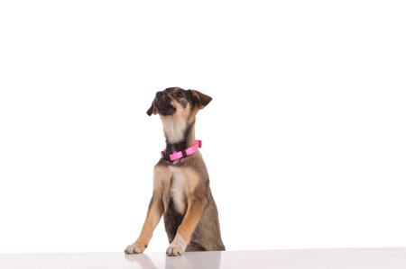 funny dog isolated over white backgroundの写真素材