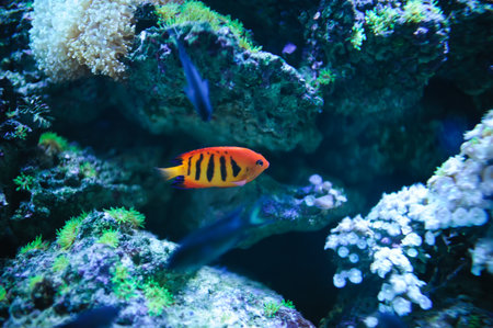 Underwater picture with great variety of fish