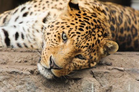 leopard laying on the benchの写真素材