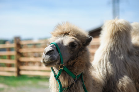 portrait of the camel on blurred backgroundの写真素材