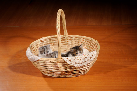 lovely kitty in the basketの写真素材
