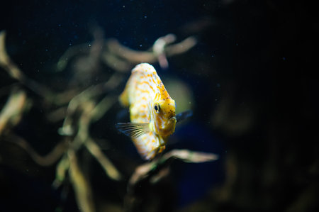 Underwater picture with great variety of fishの写真素材