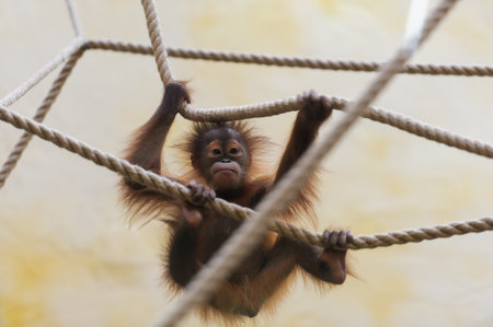 monkey sitting on the benchの写真素材