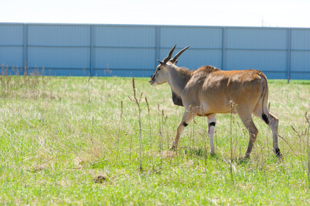 antelope on the green grassの写真素材