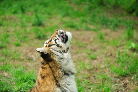 tiger on the green grass
