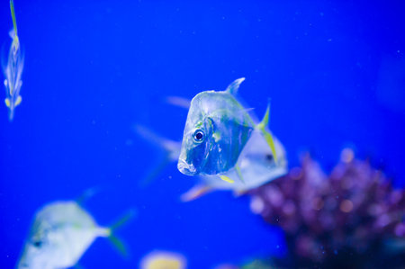 Underwater picture with great variety of fishの写真素材
