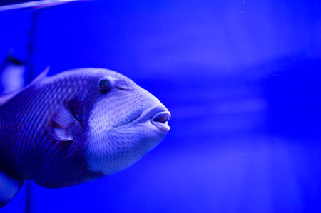 Underwater picture with great variety of fishの写真素材