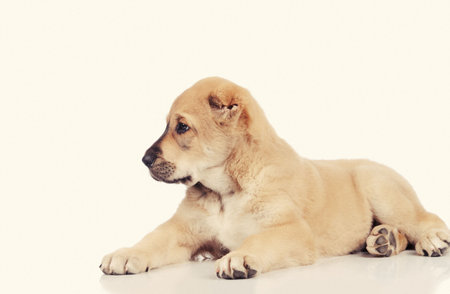 cute puppy dog isolated over white backgroundの写真素材