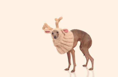 funny dog in the deer  hat isolated over white backgroundの写真素材