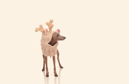 funny dog in the deer  hat isolated over white backgroundの写真素材