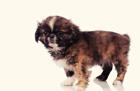 funny dog isolated over white backgroundの写真素材