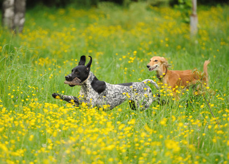 funny dogs playing on the green grass