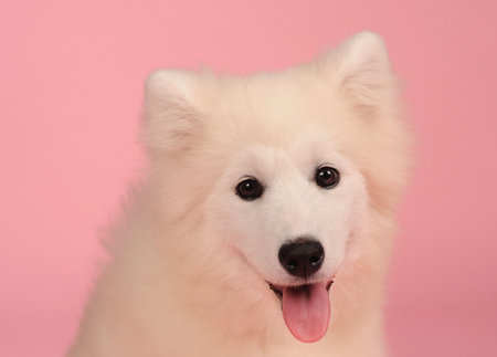 Samoyed dog isolated on  pink backgroundの写真素材