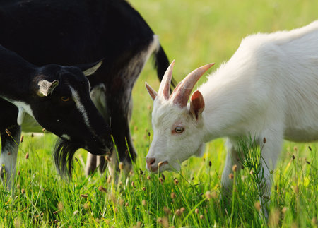 goatling on the green grassの写真素材