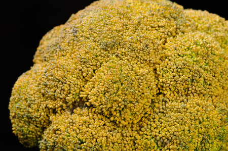 different vegetables on the black background