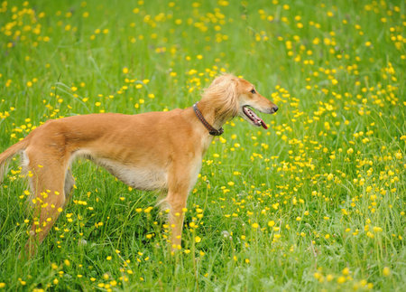 funny dog running on the green grassの写真素材