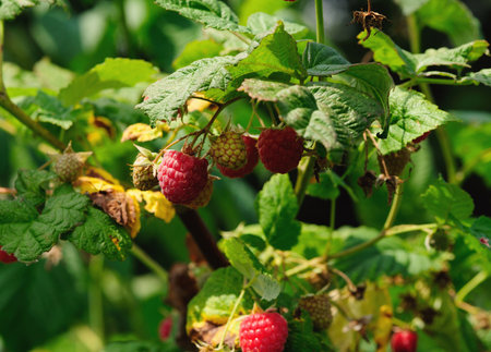 raspberry on the bench with green leaves