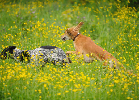 funny dogs playing on the green grass