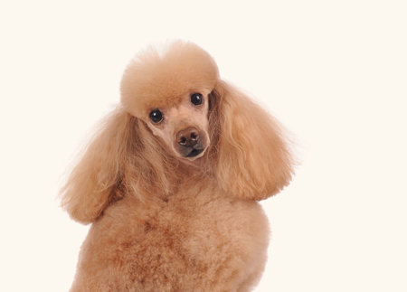 cute puppy dog isolated over white backgroundの写真素材