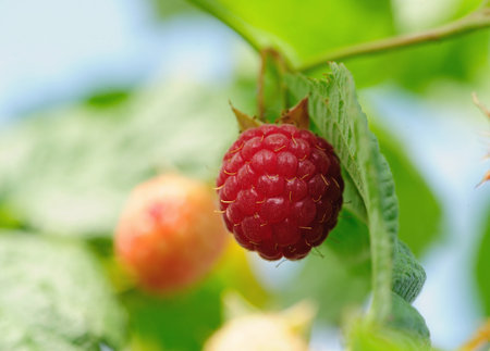 raspberry on the bench with green leavesの写真素材