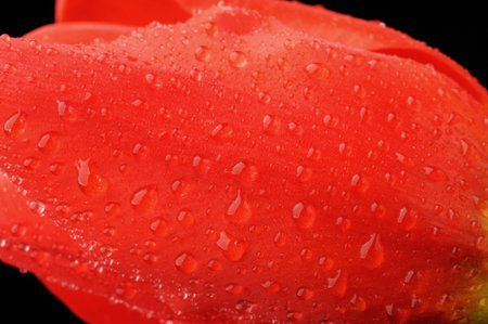 Tulips close-up macro over black  with water dropsの写真素材