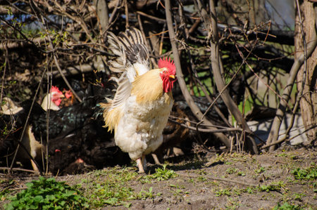 cock on the green grassの写真素材