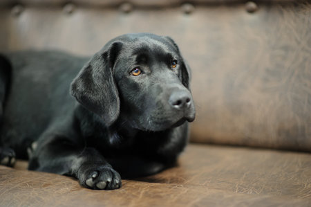 Labrador dog sleeping on sofaの写真素材