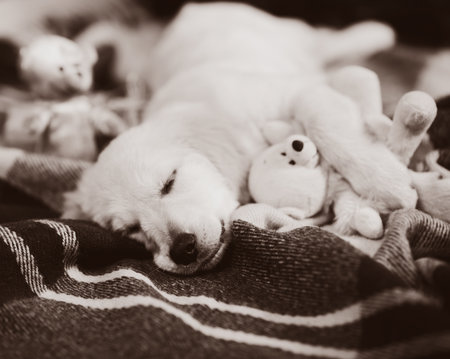 the plot of a dog in New Year's costumes. Happy New Year 2018の写真素材