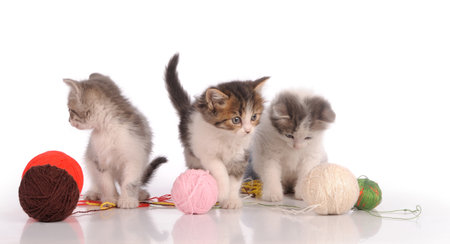 Kittens on a white backgroundの写真素材