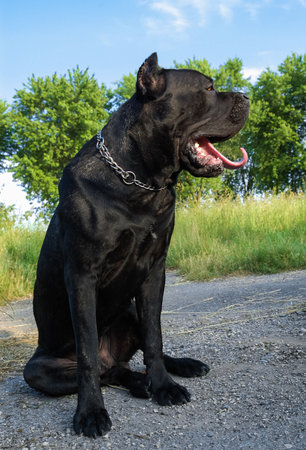 Portrait of a beautifull dog on a asphalt