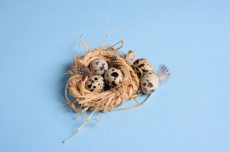 Quail eggs in a straw nest on the blue backgroundの写真素材