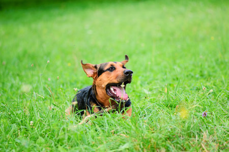 Portrait of a beautiful dog over green blurred backgroundの写真素材