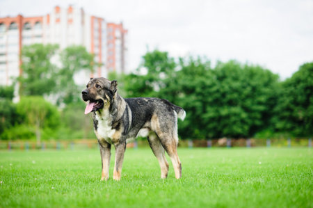 Portrait of a beautiful dog over green blurred backgroundの写真素材