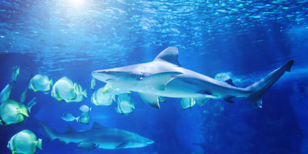 The great white shark in the big blue
