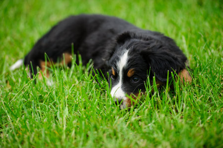 small puppy on a green grassの写真素材