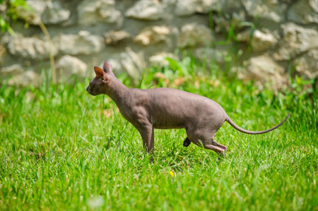 Sphynx cat on a green grassの写真素材