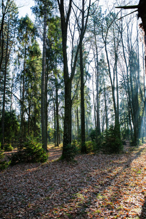 Autumn trees against skyの写真素材