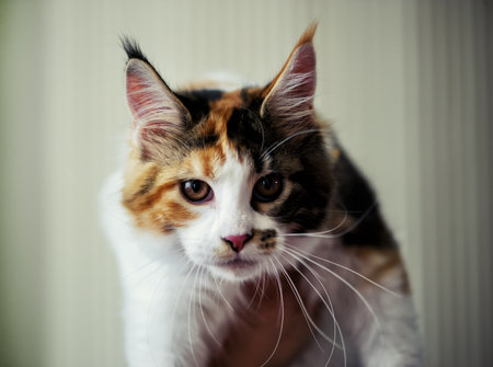 cute cat at home. Blurred backgroundの写真素材