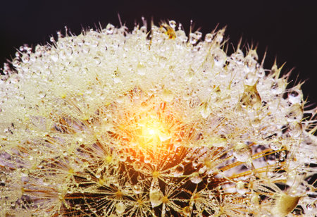 Dewy dandelion flower with water dropsの写真素材