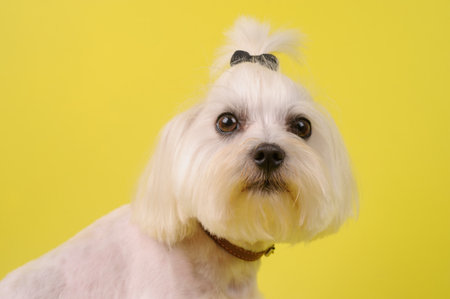 cute white dog on a yellow studio background. lap-dog