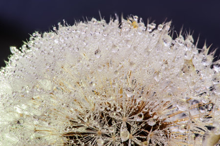 Dewy dandelion flower with water dropsの写真素材