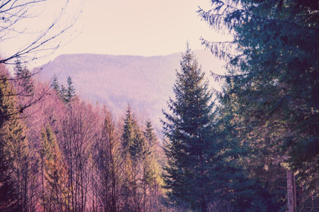 Autumn trees in a forest