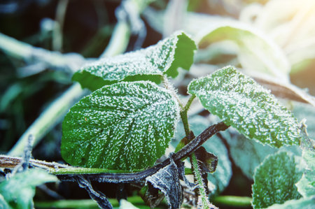 Autumn trees against skyの写真素材