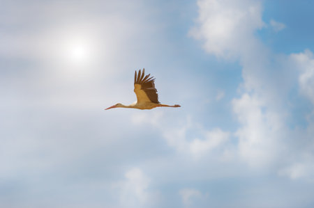 White stork flying in the sky. Clouds on the background