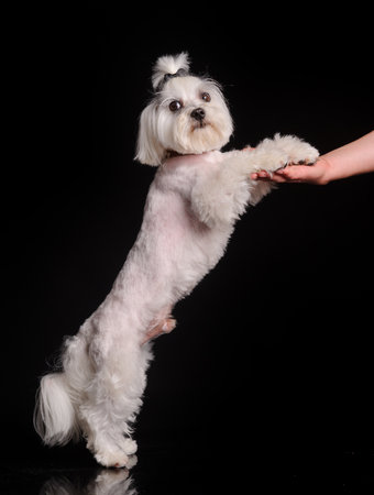 cute white dog on a black studio background giving a paw. lap-dog